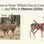 deers or deer